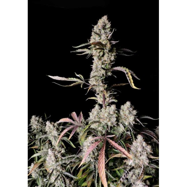 GORILLA ZKITTLEZ AUTO