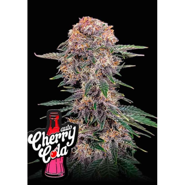 CHERRY COLA AUTO