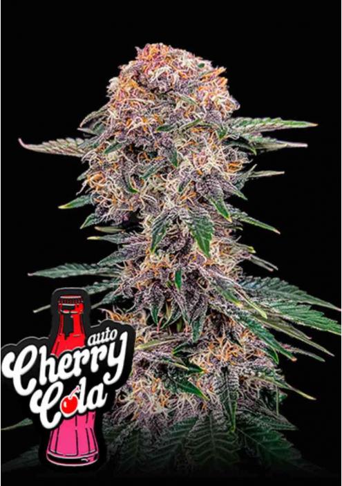 CHERRY COLA AUTO