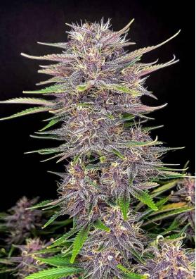 BANANA PURPLE PUNCH AUTO