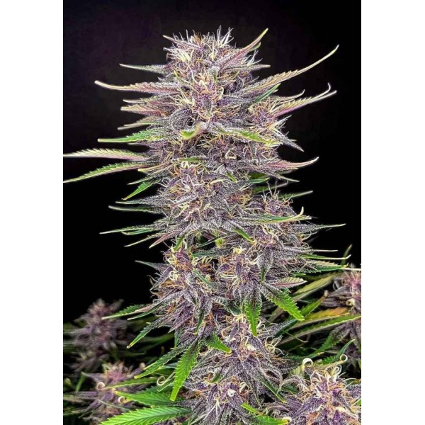 BANANA PURPLE PUNCH AUTO