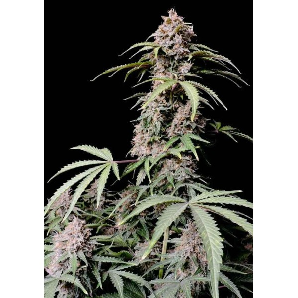 AMNESIA ZKITTLEZ AUTO