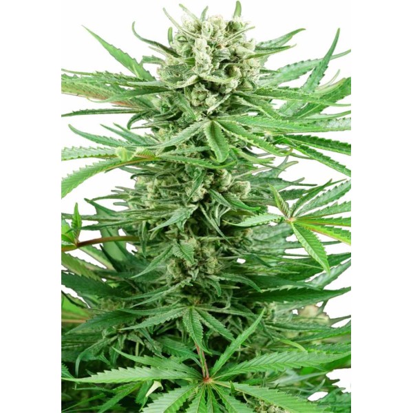 Comprar Papi Chulo OG da Sensi Seeds | Sementes Papi Chulo OG baratas