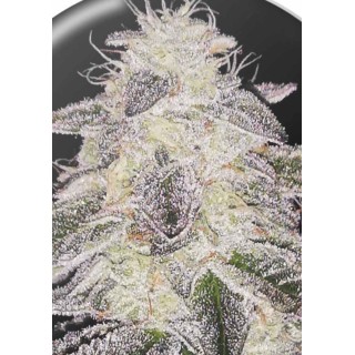 Buy Medical Runntz from Medical Seeds | Cheap Medical Runntz