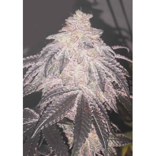 COOKIES SHERBERT AUTO