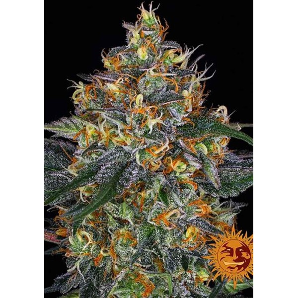 Barneys Farm Moby Dick Auto