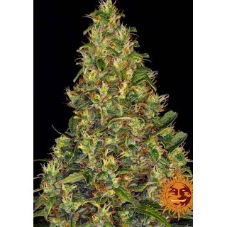 Amnesia Haze Auto Barneys Farm