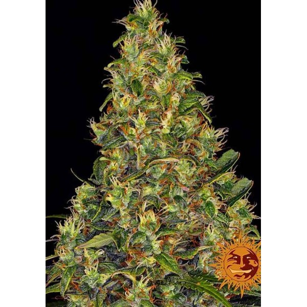 Amnesia Haze Auto Barneys Farm