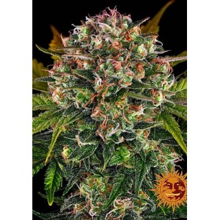 Strawberry Cheesecake Auto Barneys Farm