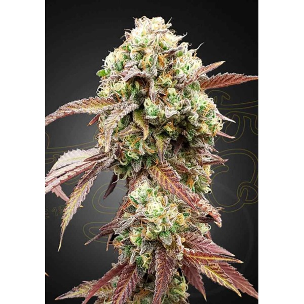 AUTO WEST COAST OG X GELATO 41