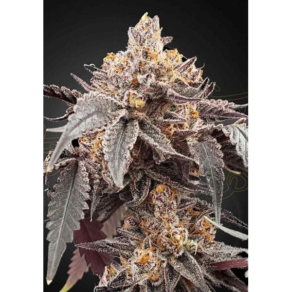 AUTO GUAVA OG X GELATO 41