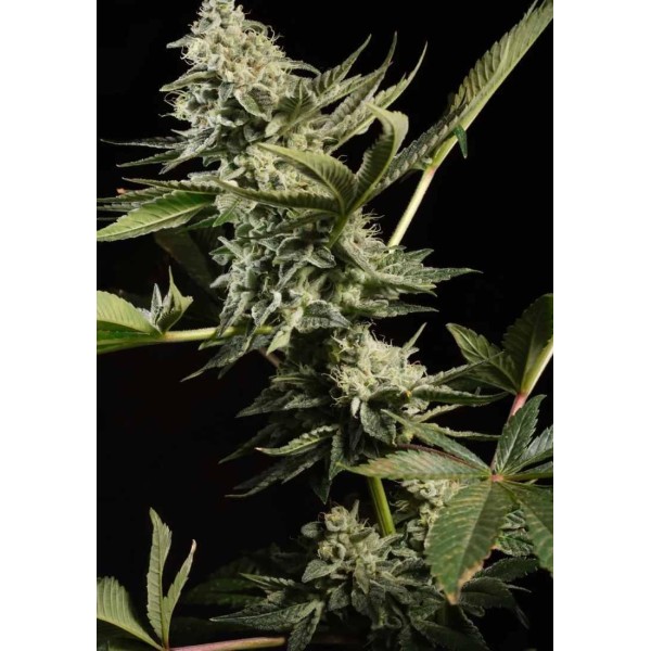Buy cheap Glowstarz from Paradise Seeds | Glowstarz