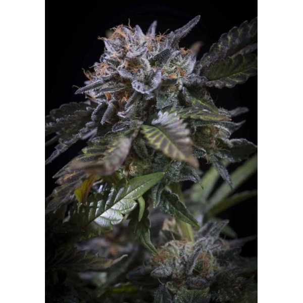 Buy cheap White Noise from Paradise Seeds | White Noise Feminized