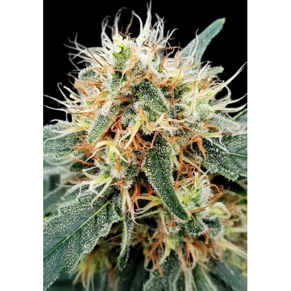 Stromboli Auto by Paradise Seeds | Autoflowering Seeds