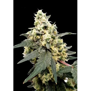 Cheap Lemonade Auto by Paradise Seeds | Autoflowering Seeds for Sale