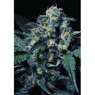 Venda de Icer da R-Kiem Seeds | Icer barata