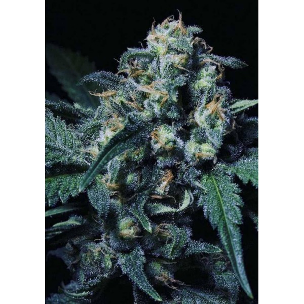 Venda de Icer da R-Kiem Seeds | Icer barata