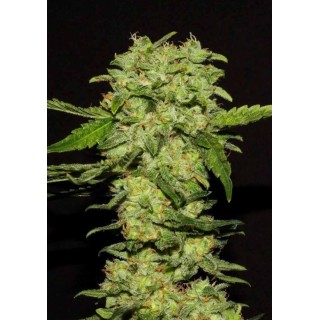 Comprar Portela da R-Kiem Seeds | Portela baratas