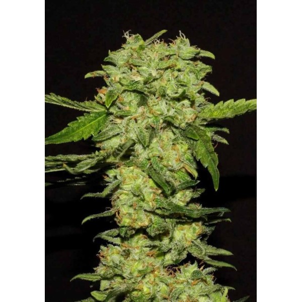 Comprar Portela da R-Kiem Seeds | Portela baratas