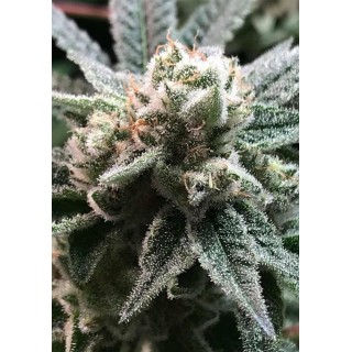 Comprar Sublimator da R-Kiem Seeds | Sublimator baratas