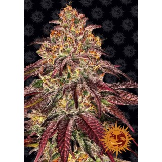 MIMOSA X ORANGE PUNCH AUTO