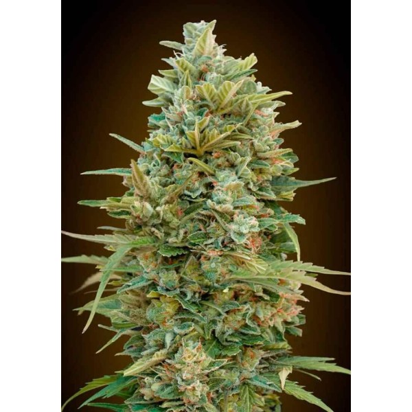 DO SI DOS COOKIES AUTO