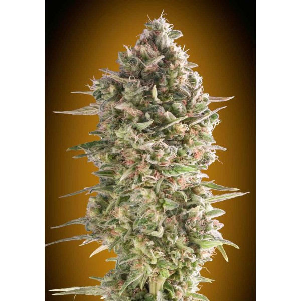 DO SI DOS COOKIES FAST