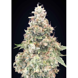 CALIFORNIA KUSH FAST