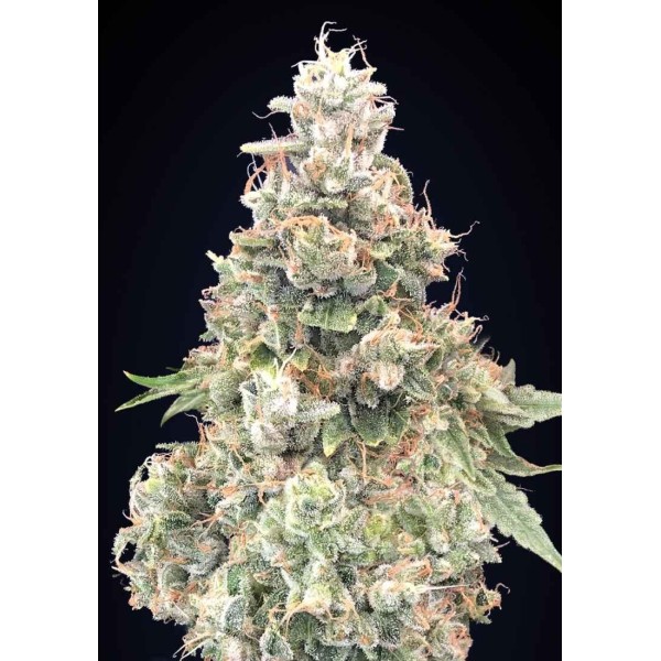 CALIFORNIA KUSH FAST