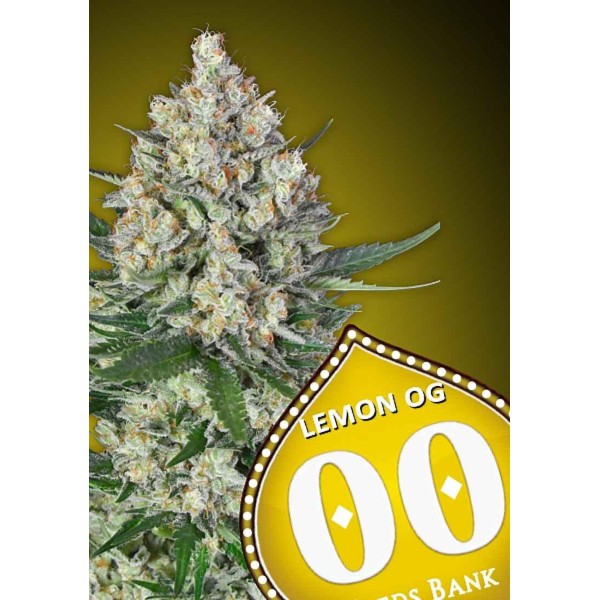 Comprar Lemon OG da 00 Seeds | Sementes Lemon OG baratas