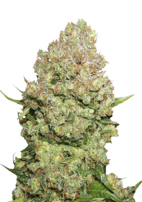 WHITE WIDOW