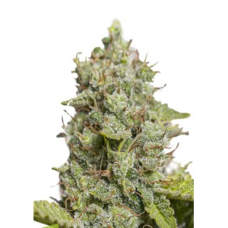 CBD CRITICAL XXL AUTO