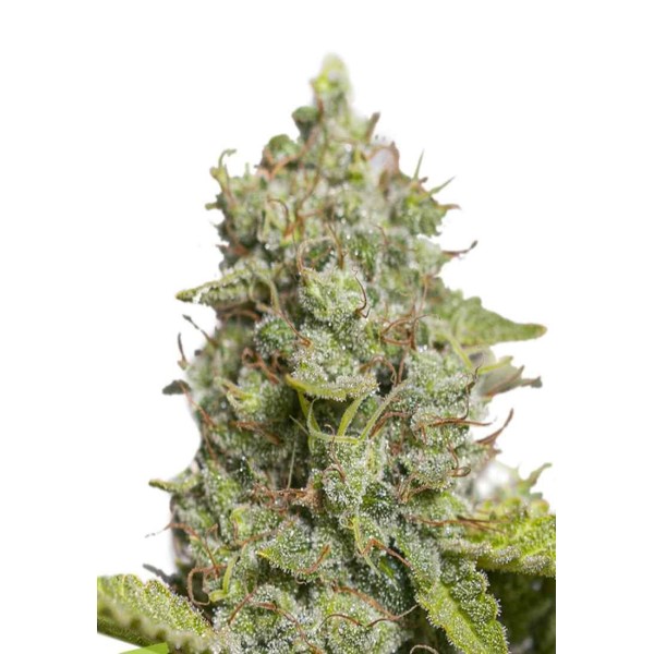 CBD CRITICAL XXL AUTO