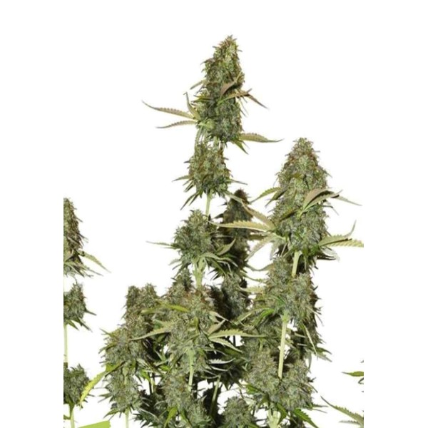 BCN POWER PLANT AUTO