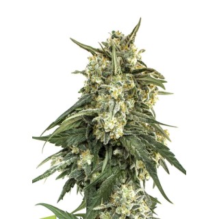 BCN CRITICAL XXL FAST