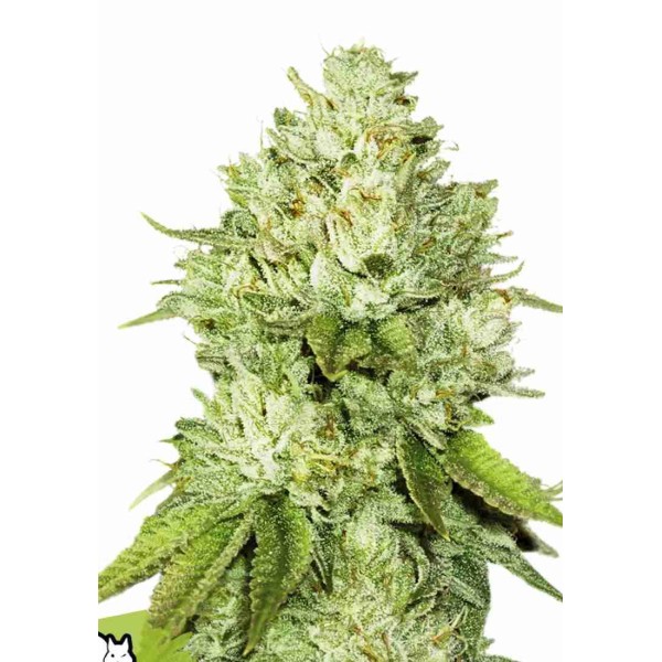 Pineapple Seedstockers