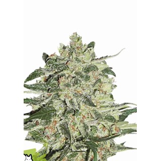 BIG BUD Seedstockers