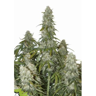BIG BUD AUTO