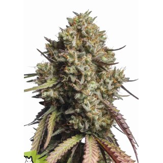 GORILLA COOKIES AUTO