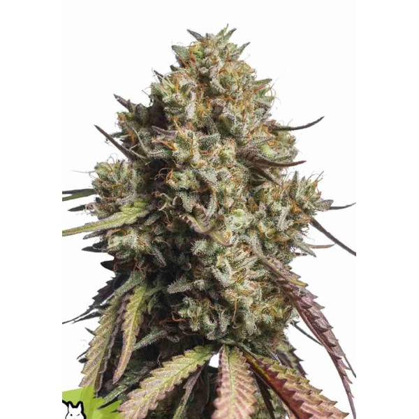 GORILLA COOKIES AUTO