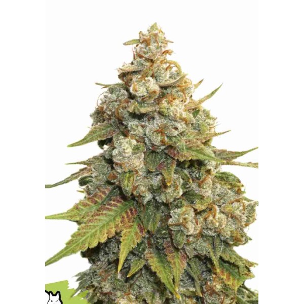 GOLDEN LEMON HAZE