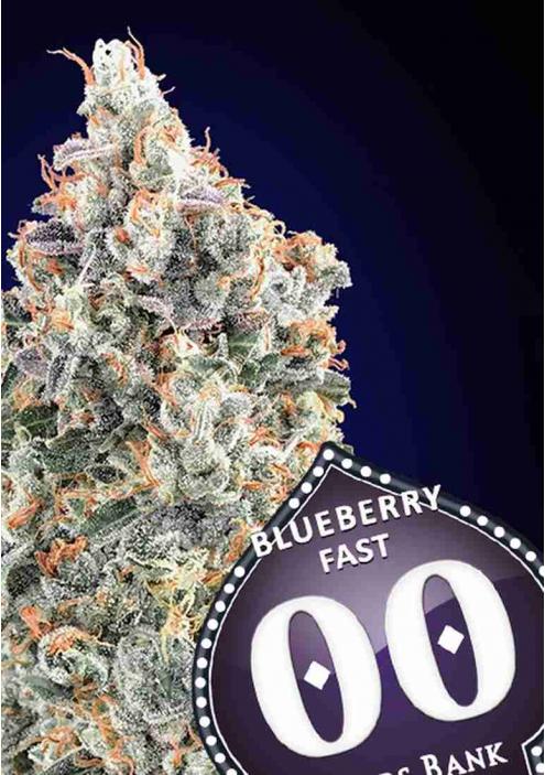 BLUEBERRY FAST