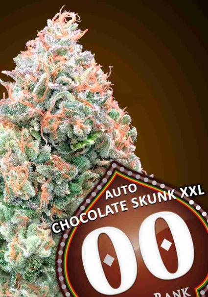 AUTO CHOCOLATE SKUNK XXL