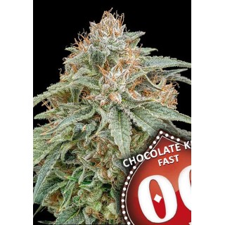 CHOCOLATE KUSH FAST