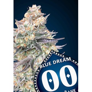 BLUE DREAM FAST
