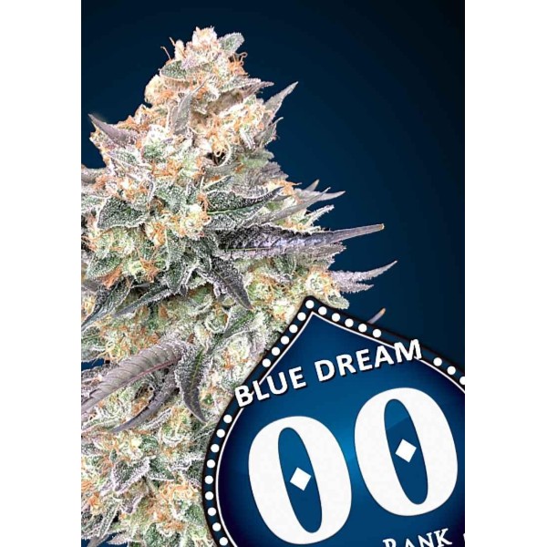BLUE DREAM FAST