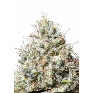 Jack Herer Seedstockers