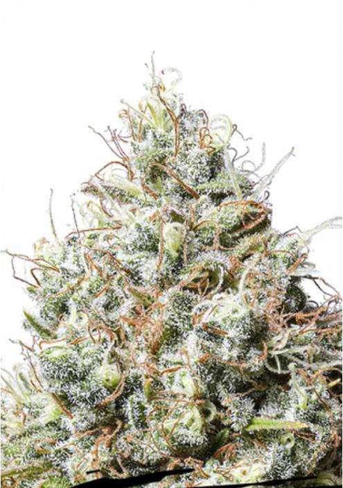 Jack Herer Seedstockers