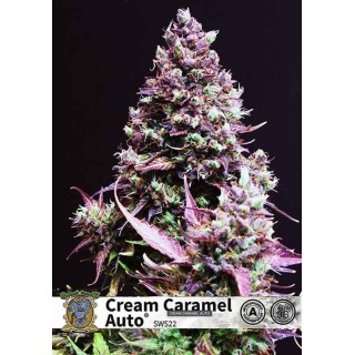 CREAM CARAMEL AUTO