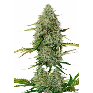 BCN CRITICAL XXL AUTO
